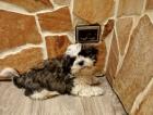 Shih-tzu-Malteser-Mix-Welpen