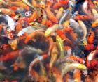 Koi-Koi-Koi-Koi vom Fachhändler // Fa. Fördefisch