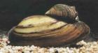 Teichmuscheln ab 1 50 Euro // Fa. Fördefisch